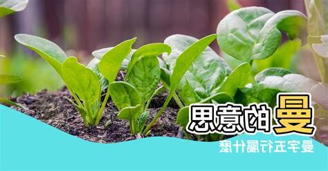 曼 五行